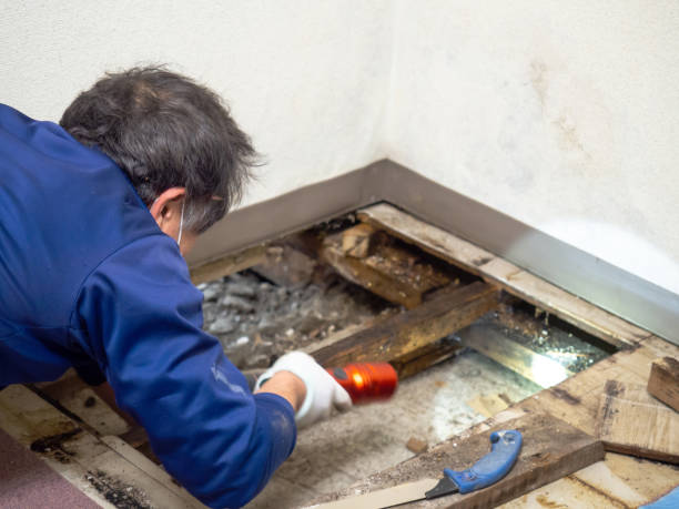 Best Commercial Mold Removal  in Middletown, CT