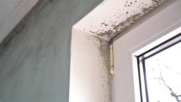 Best Local Mold Removal Service  in Middletown, CT