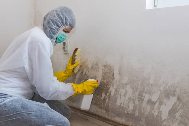 Best Mold Remediation  in Middletown, CT
