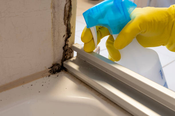 Best Mold Testing  in Middletown, CT