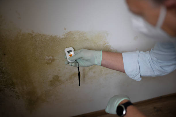 Best Toxic Mold Removal  in Middletown, CT