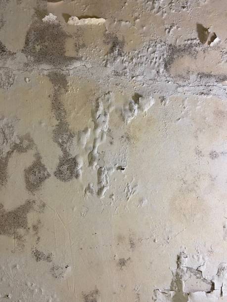 Best Mold Remediation  in Middletown, CT