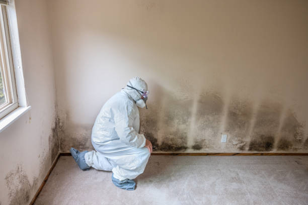 Best Office Mold Removal Services  in Middletown, CT