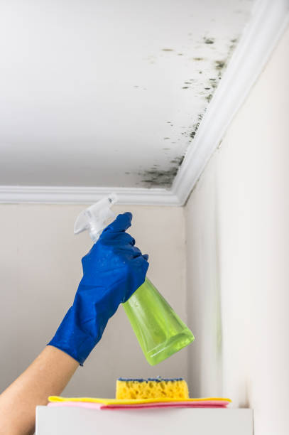 Middletown, CT Mold Removal Company