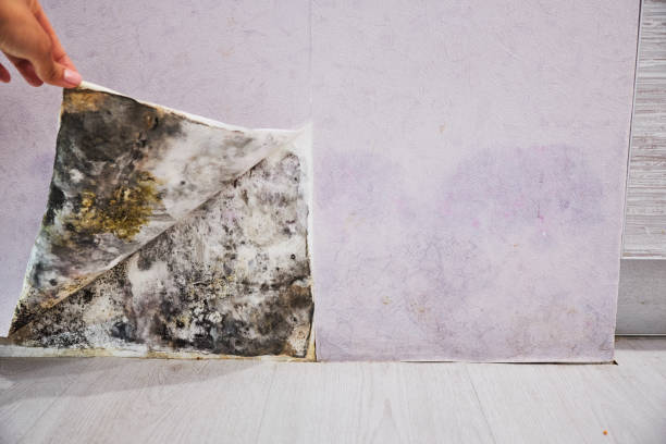Best Office Mold Removal Services  in Middletown, CT
